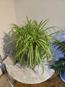 House plants