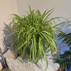House plants