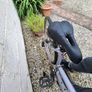 Bike for Adult size: S Image 4