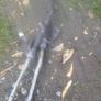 Tdi bora, golf, Audi a3, all parts Image 5