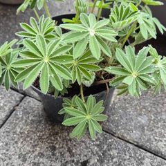 1 year old Lupin Plant