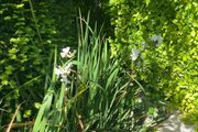 Libertia plants