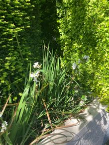 Libertia plants