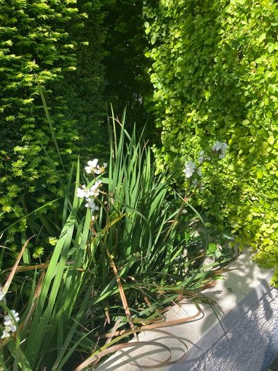 Libertia plants