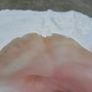 Large Queen Conch Shell Image 10