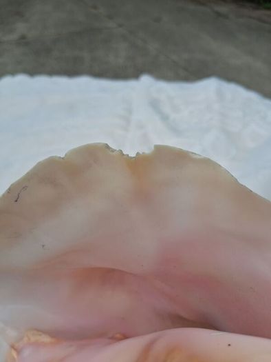 Large Queen Conch Shell