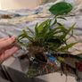 Aquarium Helicopter with Java Fern Image 2