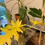 Philodendron Warscewiczii Aurea Flavum Image 5