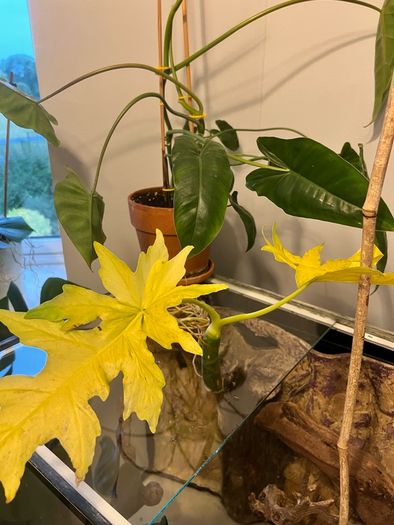 Philodendron Warscewiczii Aurea Flavum
