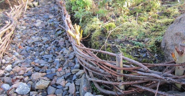 Willow Rods for weaving furniture, borders, baskets, fences, tunnels
