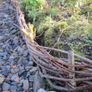 Willow Rods for weaving furniture, borders, baskets, fences, tunnels Image 2