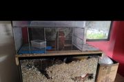 hamster cage gerbil cage