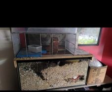 hamster cage gerbil cage