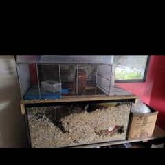hamster cage and accessories