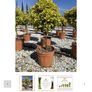 Evergreen  Plant Euonymus  Aureus Image 4