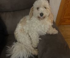 Cavachon dogs