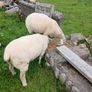 Galway sheep Image 3