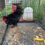 FREE - Silkie Rooster Image 2