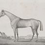 Hornsea Winner Of The Goodwood Cup 1836 Image 3
