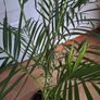 Indoor palm plant Image 4