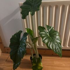 Alocasia Portora (Portodora) plant