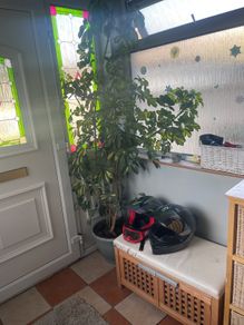 Tall mature Umbrella Plant