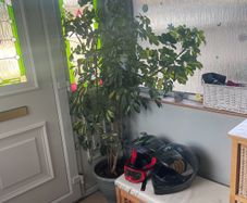 Tall mature Umbrella Plant