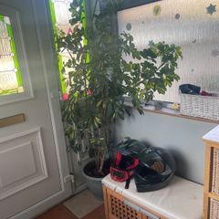 Tall mature Umbrella Plant