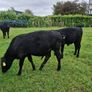 10 AAX bull wealings for sale Image 5