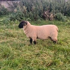 Sheep