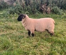 Sheep