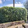 Gardening Image 6