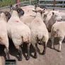Breeding sheep Image 2