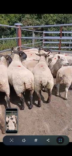 Breeding sheep