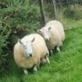 3 Age Rams (2x Cheviot + 1 Mountain Blackface Image 2
