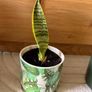 Snake Plant with Printed Pot Image 3