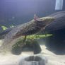 Premium Axolotl Juveniles Image 5