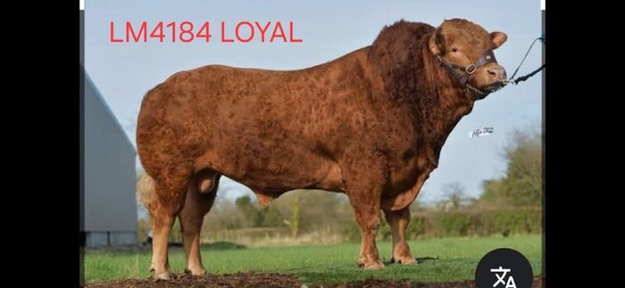 Super Pedigree Limousin Bull