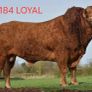 Super Pedigree Limousin Bull Image 6