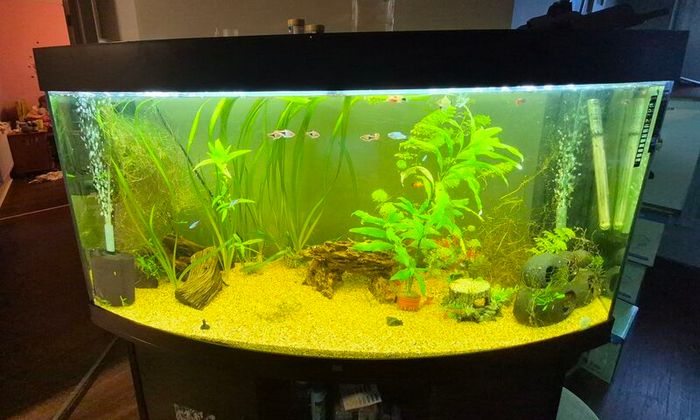 fish tank 290l
