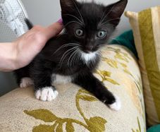 kittens