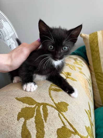 kittens