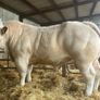 Livestock Image 3