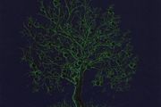 Nick Drake  |  Fruit Tree