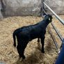 Angus bull calves Image 3
