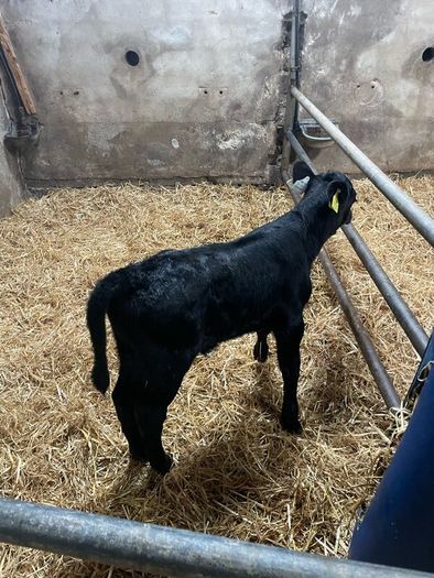 Angus bull calves