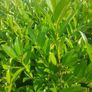 Large Potted Trees Image 7