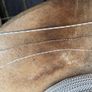 3 large reels of Fishing Braid Image 5