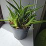 Plants Image 3