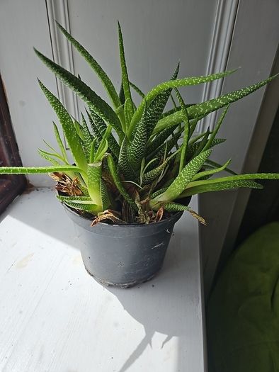 Plants